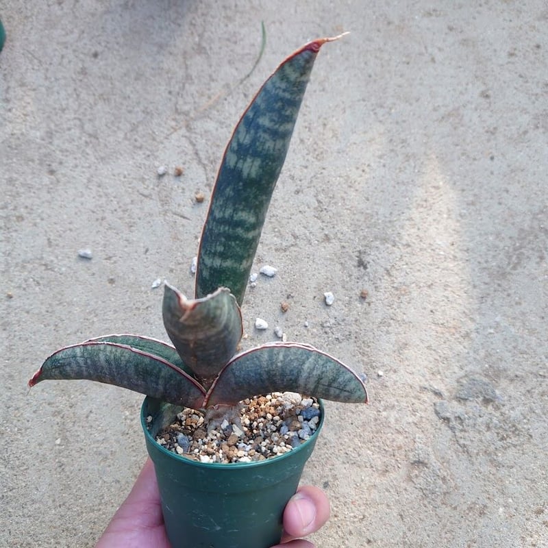Sansevieria hallii Pink Bat サンスベリア ピンクバット 2