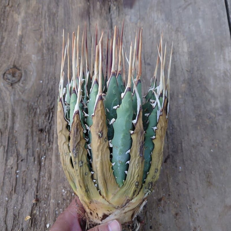 アガベ ユタエンシス ネバデンシス 6 Agave uthaensis var