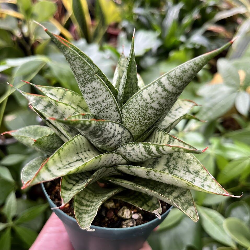Sansevieria Marga サンセベリア マルガ SVM1 | My-Favthings Sansevieria Marga サンセベリア マルガ SVM1 | My-Favthings