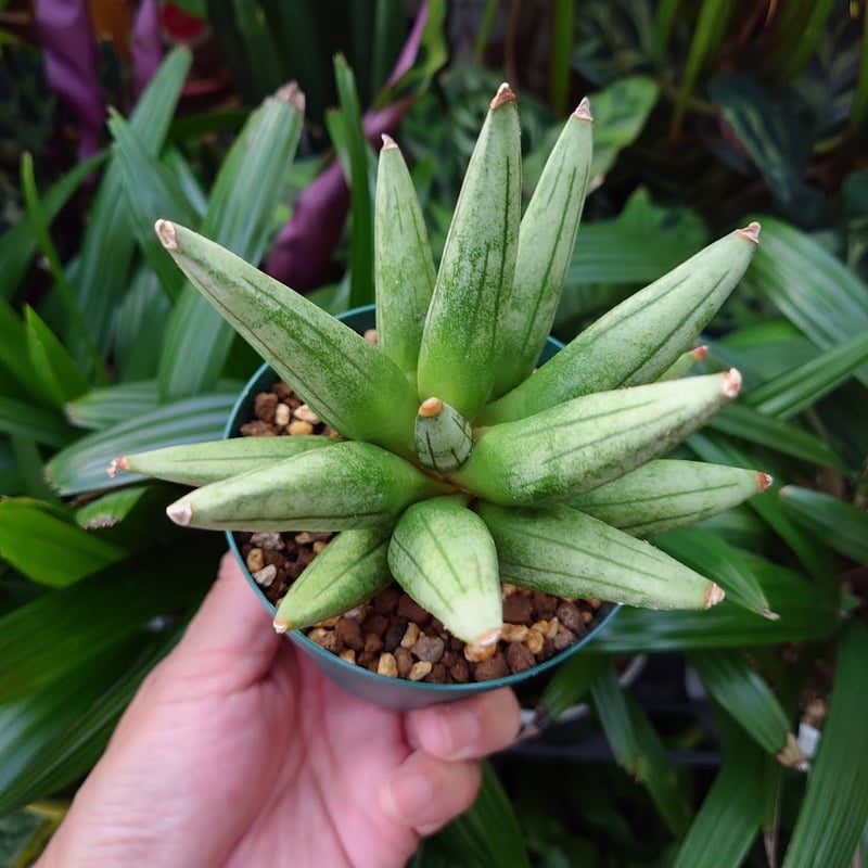 サンスベリア ヘッジホック サンセベリア：ヘッジホッグ 2.5号鉢植え の通販 | 園芸ネット