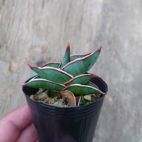 Sansevieria rorida サンスベリア ロリダ 5
