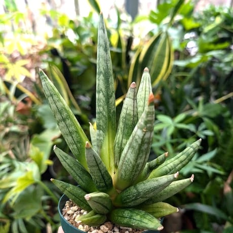 サンスベリア ヘッジホッグ 4 Sansevieria Hedgehog