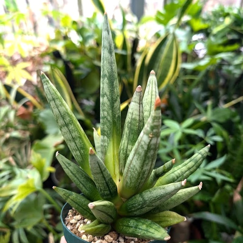 サンスベリア ヘッジホッグ 4 Sansevieria Hedgehog | My-Favth