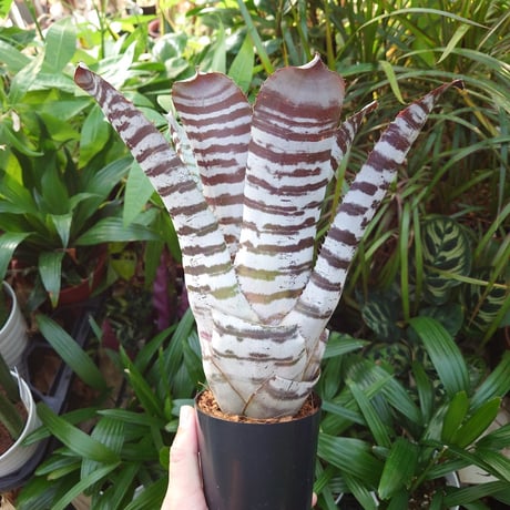 エクメア チャンティニー ブラックアイス 3 Aechmea chantinii CV. Black Ice seedling F1