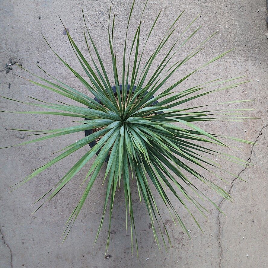 ユッカ ロストラータ yucca rostrata 希少種 【送料無料】 | My ユッカ ロストラータ yucca rostrata 希少種 【送料無料】 | My