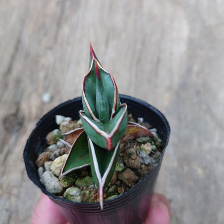 Sansevieria rorida サンスベリア ロリダ 5