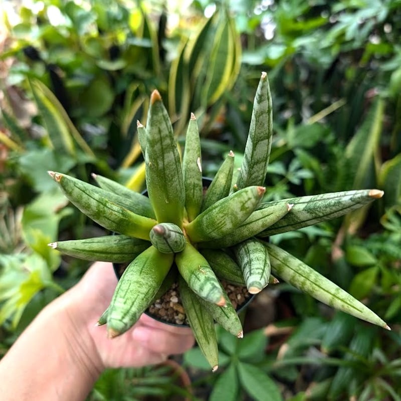 サンスベリア ヘッジホッグ 1 Sansevieria Hedgehog | My-Favth
