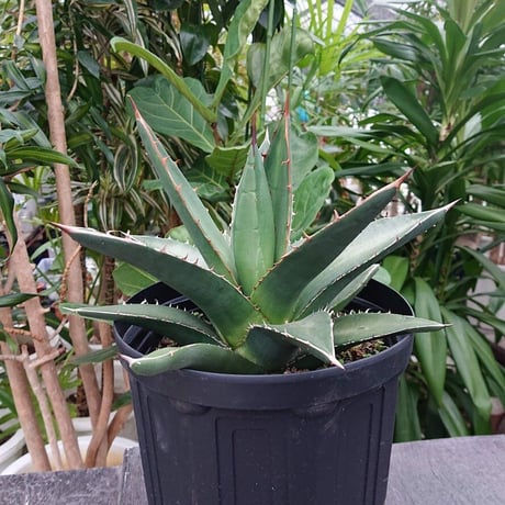 アガベ パープソラム 帝釈天 Agave purpusorum 2