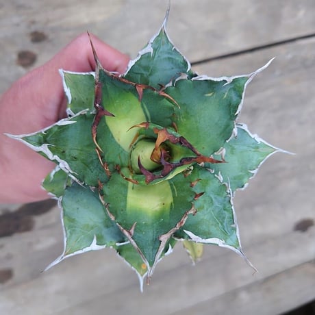 アガベ チタノタ ソーラーエクリプス 2 Agave titanota solareclipse