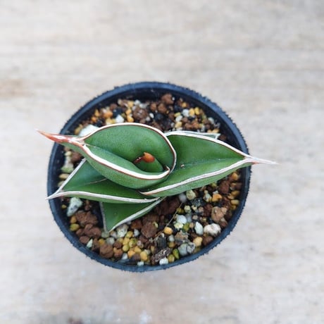 Sansevieria rorida サンスベリア ロリダ R3