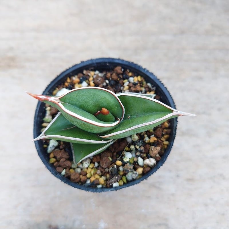 Sansevieria rorida サンスベリア ロリダ R3 | My-Favthings