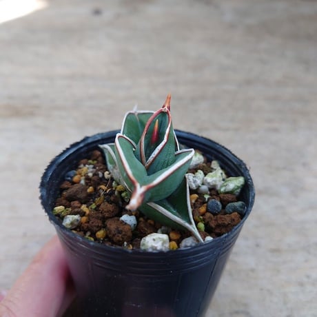 Sansevieria rorida サンスベリア ロリダ R7