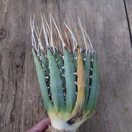 アガベ ユタエンシス ネバデンシス 5 Agave uthaensis var. nevadensis