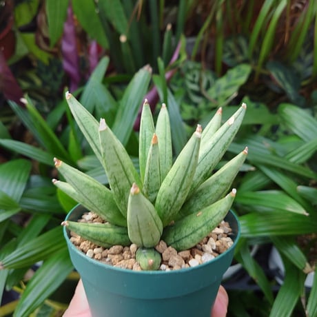 サンスベリア ヘッジホッグ 3 Sansevieria Hedgehog