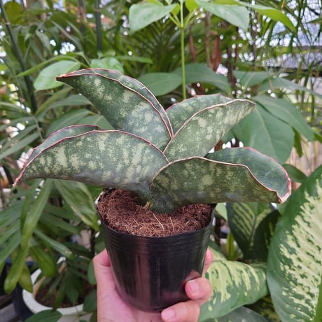 Sansevieria sp. Mafinga Tanzania Dragon Wing サンスベリア ドラゴンウィング LL2