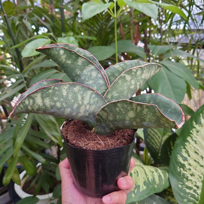 n*u様 サンスベリア dragon wing variegated A 6