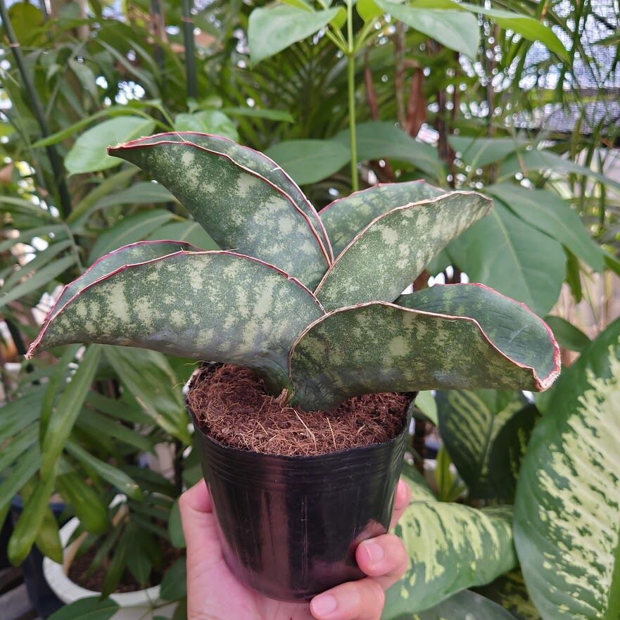 Sansevieria sp. Mafinga Tanzania Dragon Wing サン