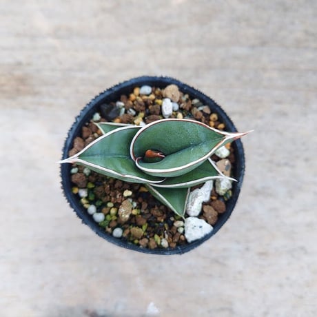 Sansevieria rorida サンスベリア ロリダ R2