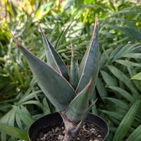 Sansevieria Pinguicula サンセベリア ピングイキュラ SP14