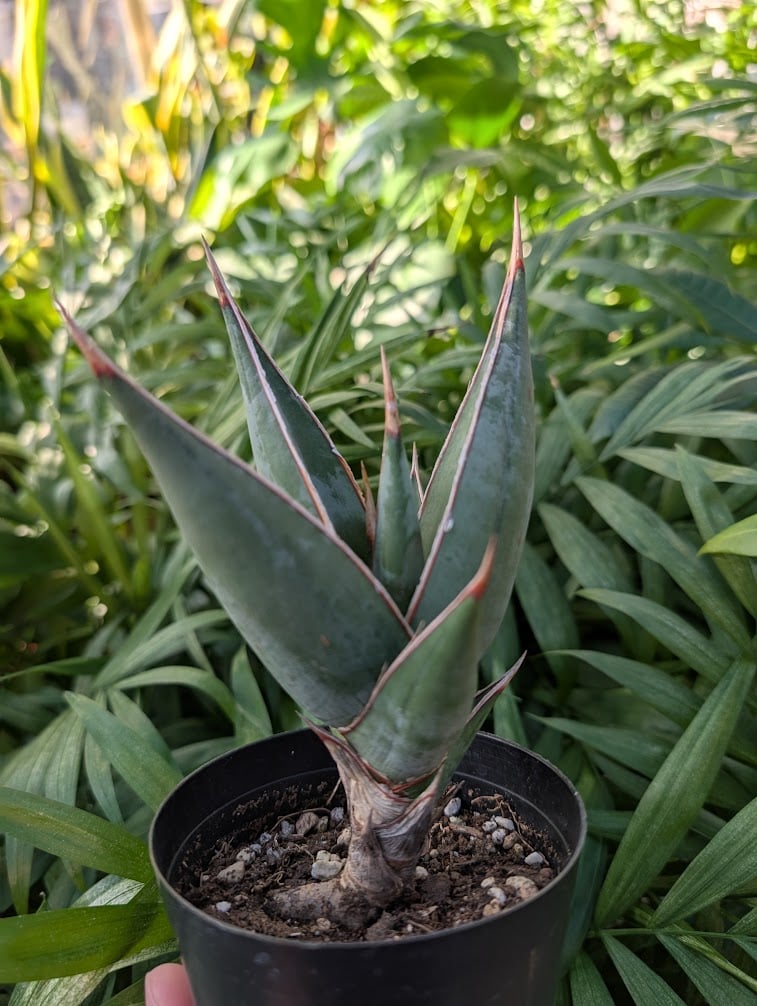 EMP サンセベリア ピングイキュラ ブラックバリエガタ / C752 Sansevieria Pinguicula サンセベリア ピングイキュラ SP14 | My