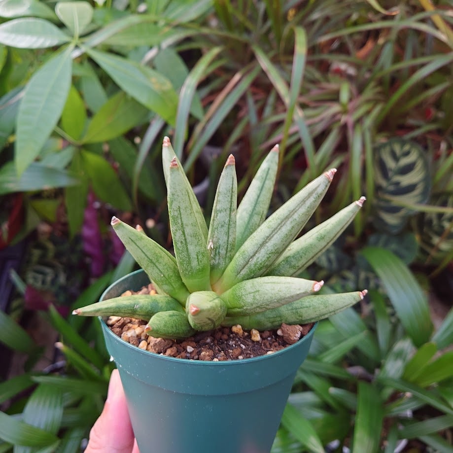 サンスベリア ヘッジホッグ 1 Sansevieria Hedgehog | My-Favth