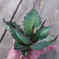 アガベ チタノタ 黒炎 黒火焔巌龍 5 Agave titanota black flame/fire