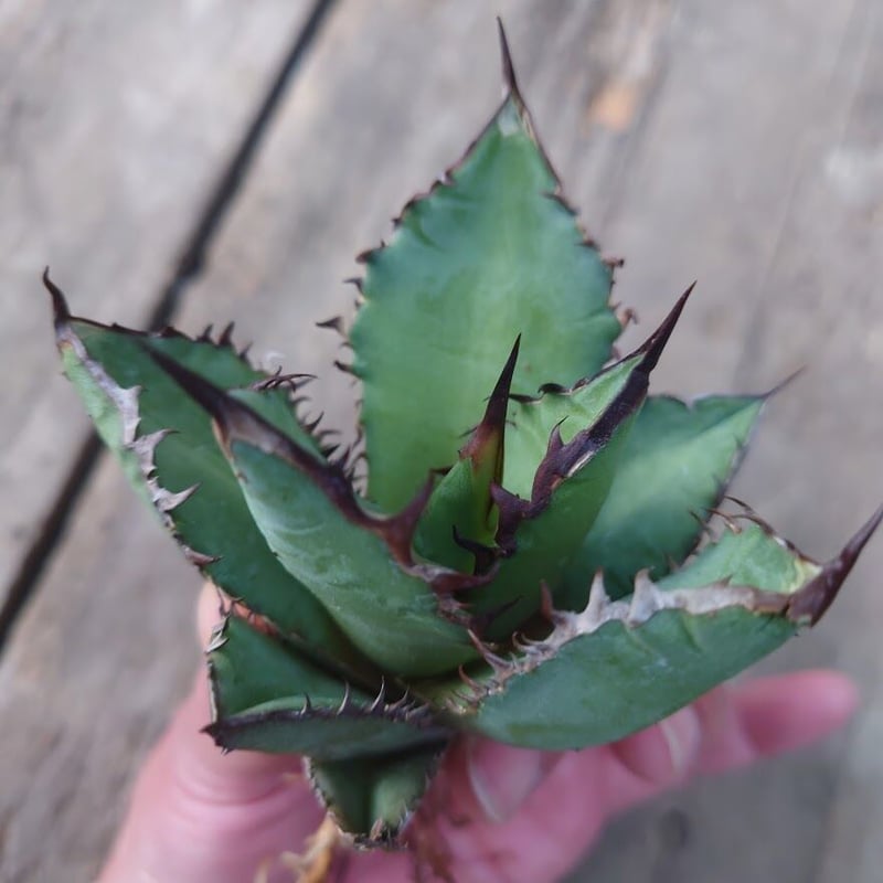 アガベ チタノタ 黒炎 黒火焔巌龍 5 Agave titanota black flame/