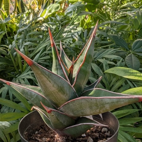 Sansevieria Pinguicula サンセベリア ピングイキュラ SP11
