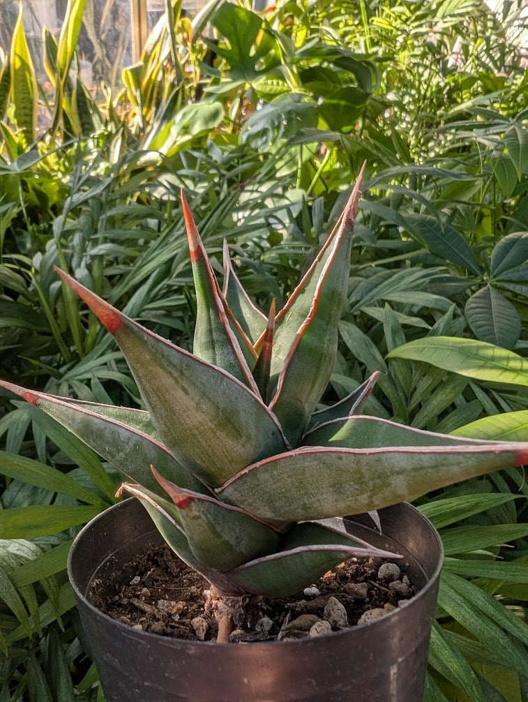 Sansevieria Pinguicula サンセベリア ピングイキュラ SP11 | My