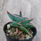 Sansevieria rorida サンスベリア ロリダ 5