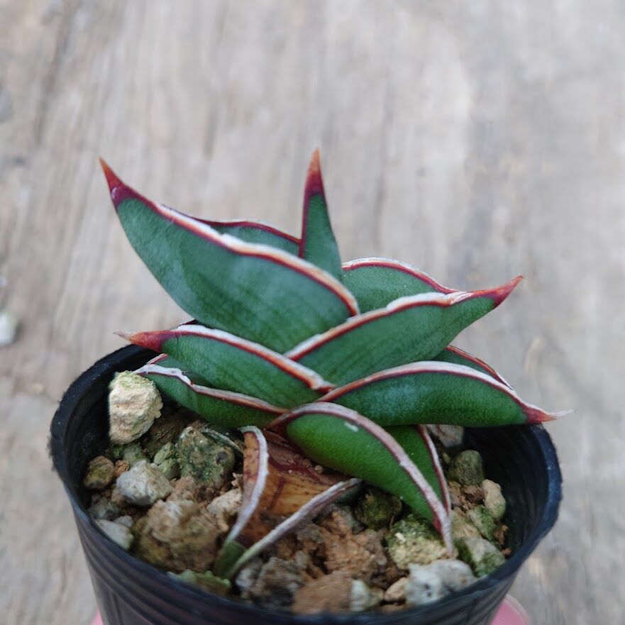 サンセベリアロリダサンセベリア ロリダ Sansevieria rorida