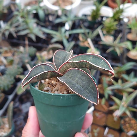 Sansevieria hallii Pink Bat サンスベリア ピンクバット 9 【送料一律500円】