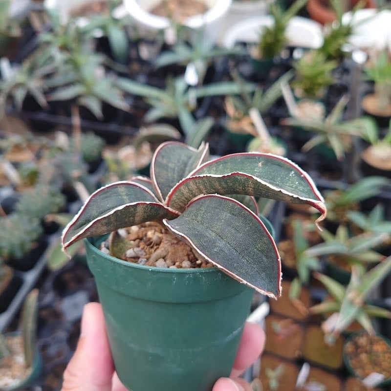 Sansevieria hallii Pink Bat サンスベリア ピンクバット 9 【送料