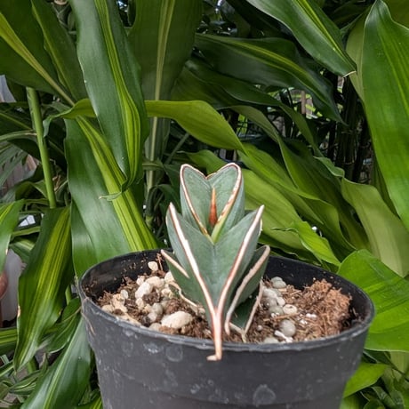 Sansevieria rorida サンスベリア ロリダ R16