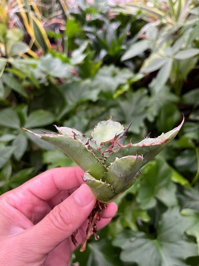 アガベ チタノタ レッドゴースト RG1 Agave titanota “赤鬼“ redgho