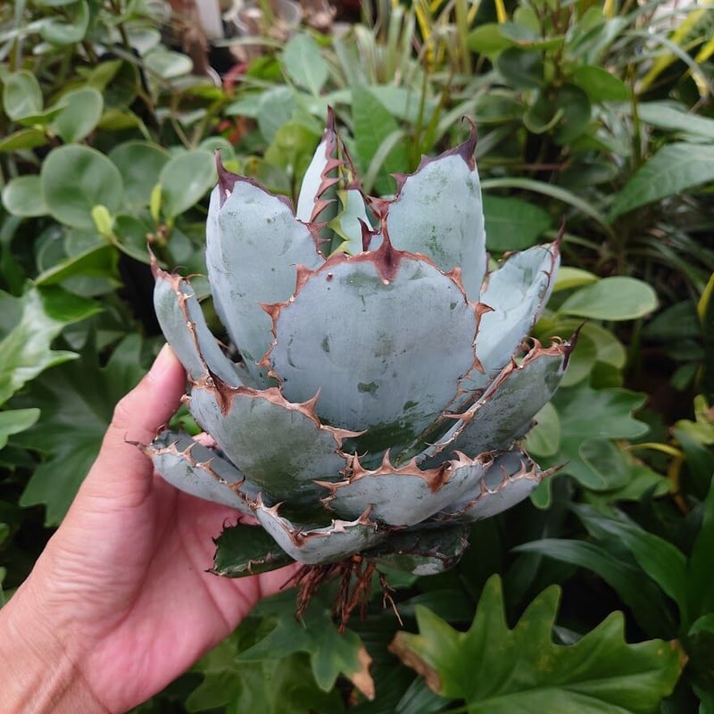 GIRUVI Agave Black&Blue アガベ ブラックアンドブルー アガベ チタノタ ブラックアンドブルー Agave titanota