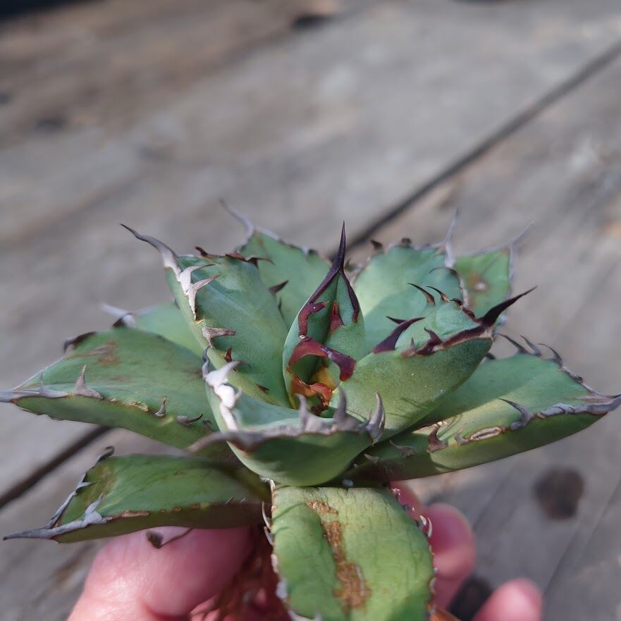 アガベ チタノタ 黒鯨 1 Agave titanota black whale | My-F