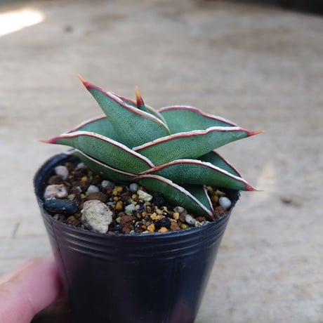 Sansevieria rorida サンスベリア ロリダ R5