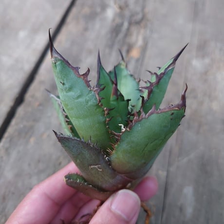 アガベ チタノタ 黒炎 黒火焔巌龍 5 Agave titanota black flame/fire