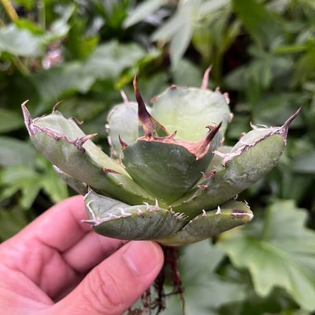 アガベ チタノタ アザラシ 海豹 CS1 agave titanota Compacta 'Seal'
