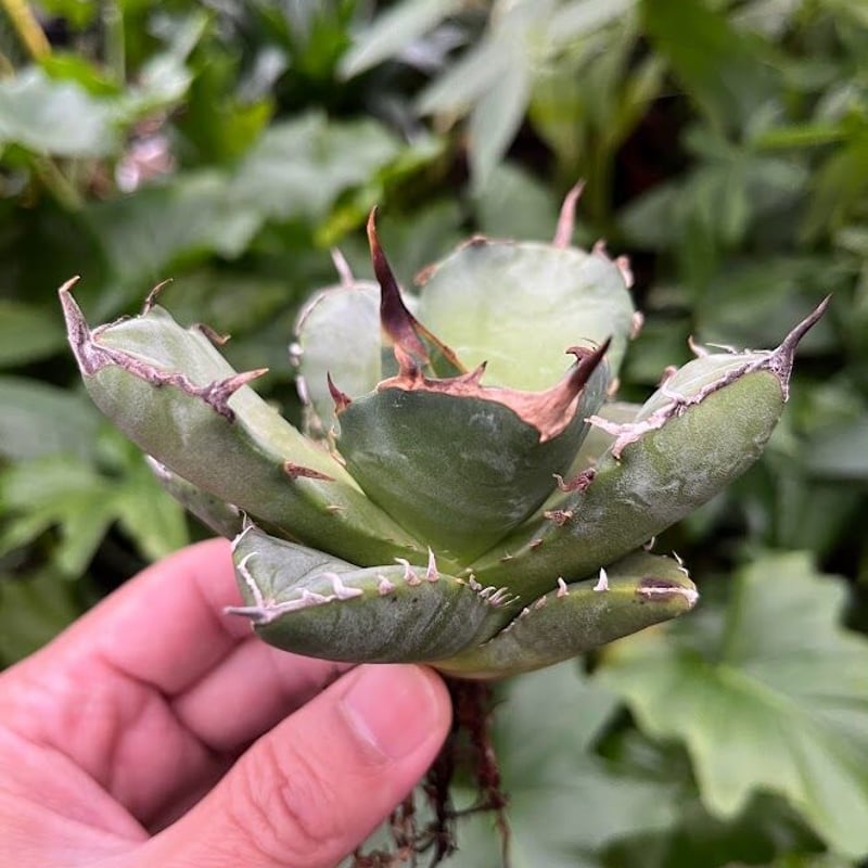 し*ん様 多肉植物・アガベ・チタノタ・スーパーアザラシ海豹・奇跡のフォルム！超包 Amazon.co.jp: 種 Agave titanota FO-076 アガベ チタノタ