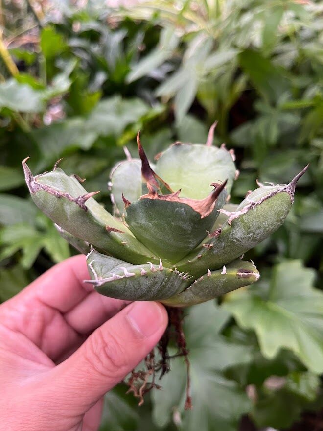 アガベ　チタノタ　海豹　アザラシ アガベ チタノタ アザラシ 海豹 CS4 agave titanota Compacta