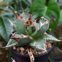 アガベ チタノタ 黒炎 黒火焔巌龍 5 Agave titanota black flame/