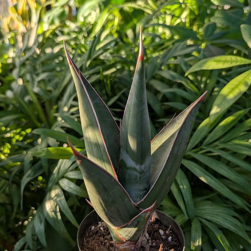 Sansevieria Pinguicula サンセベリア ピングイキュラ SP18 | My