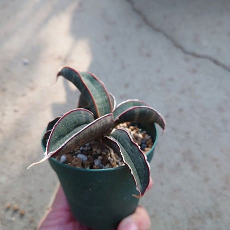 Sansevieria hallii Pink Bat サンスベリア ピンクバット 9 【送料一律500円】