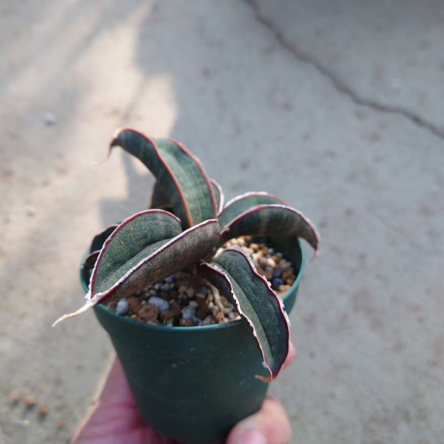 Sansevieria hallii Pink Bat サンスベリア ピンクバット 9 【送料