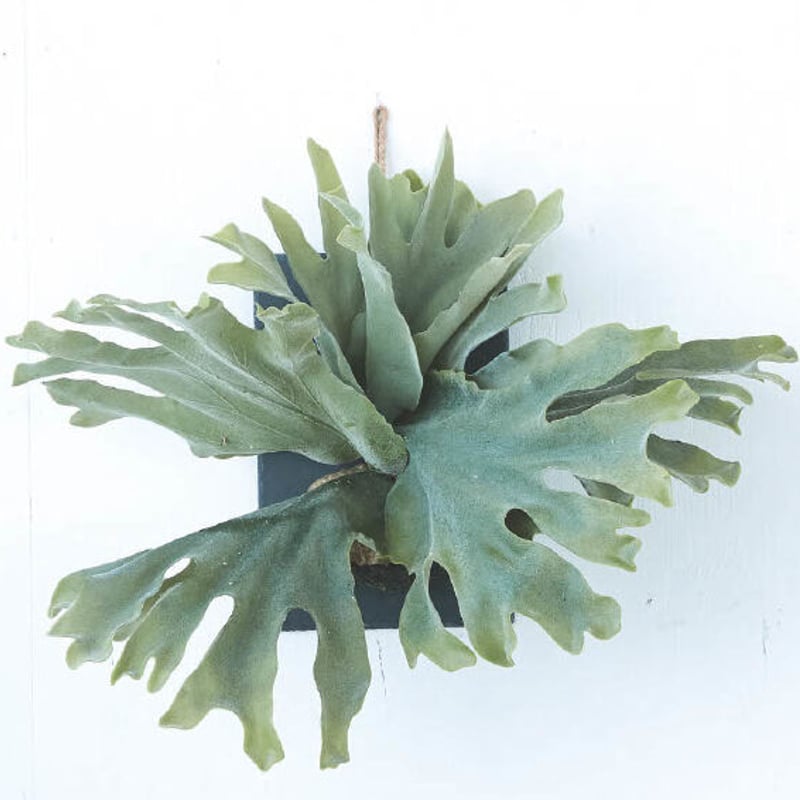 光触媒 人工観葉植物 ウォールグリーン フェイクグリーン コウモリラン