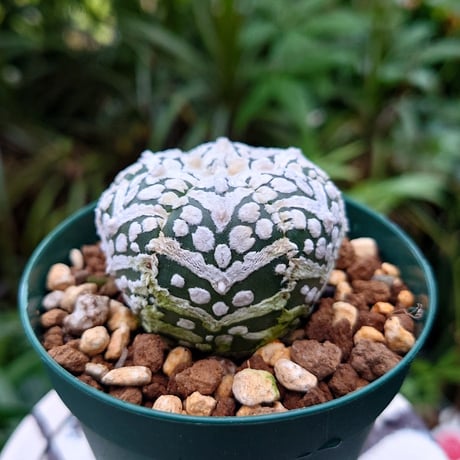 アストロフィツム スーパー兜 Vタイプ 3 Astrophytum asterias cv 'Super Kabuto' V