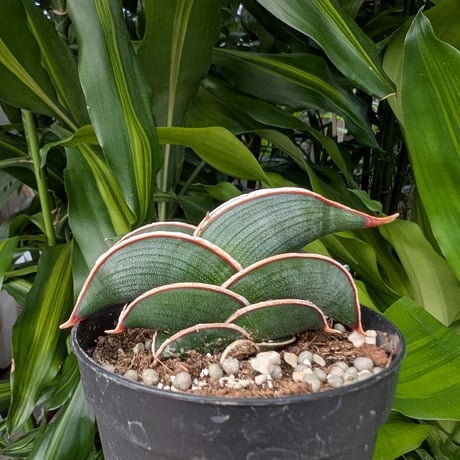 Sansevieria rorida サンスベリア ロリダ R16
