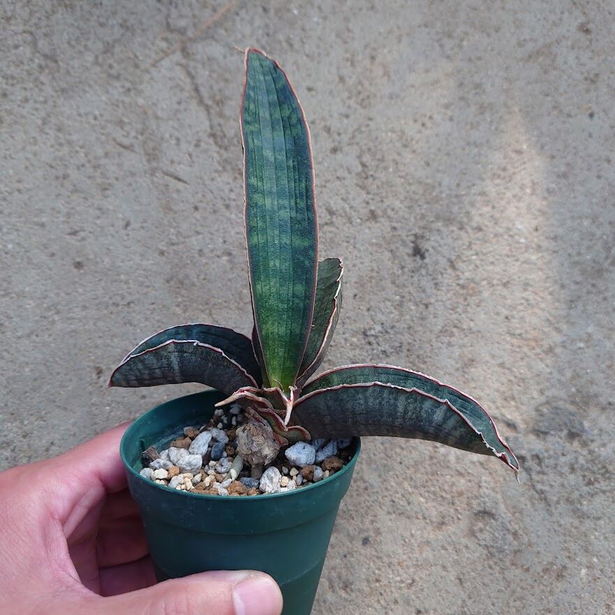 Sansevieria hallii Pink Bat サンスベリア ピンクバット 2 【送料